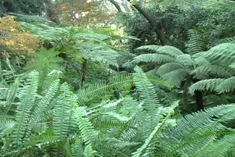 Waterfall 库存影片 125626