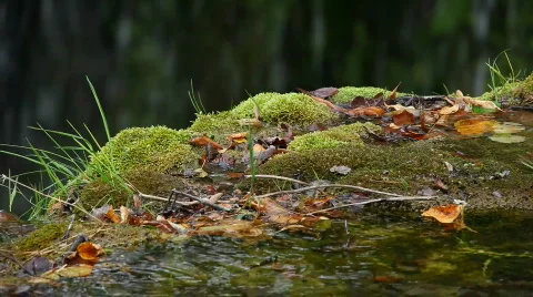 Waterfall Vidéo 823880