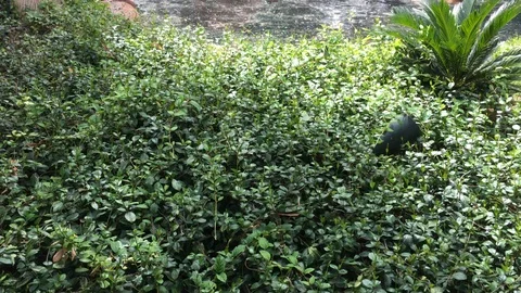 Waterfall Vidéo 107447117