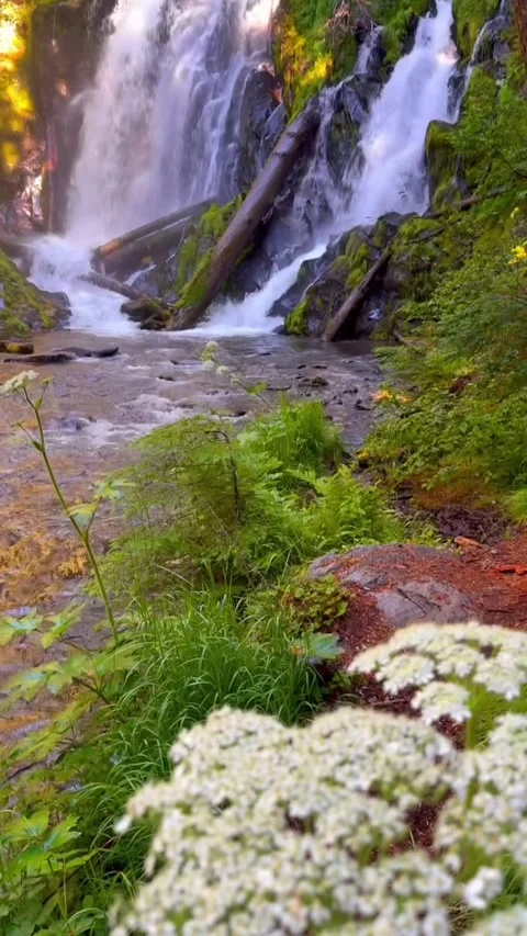 Waterfall in the forest in autumn Stock Footage 274110811