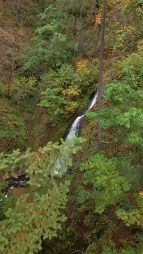 Waterfall in the forest in autumn Stock Footage 274333336