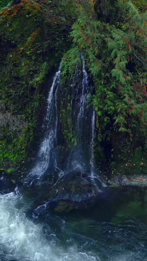 Waterfall in the forest between plants Stock Footage 274110717