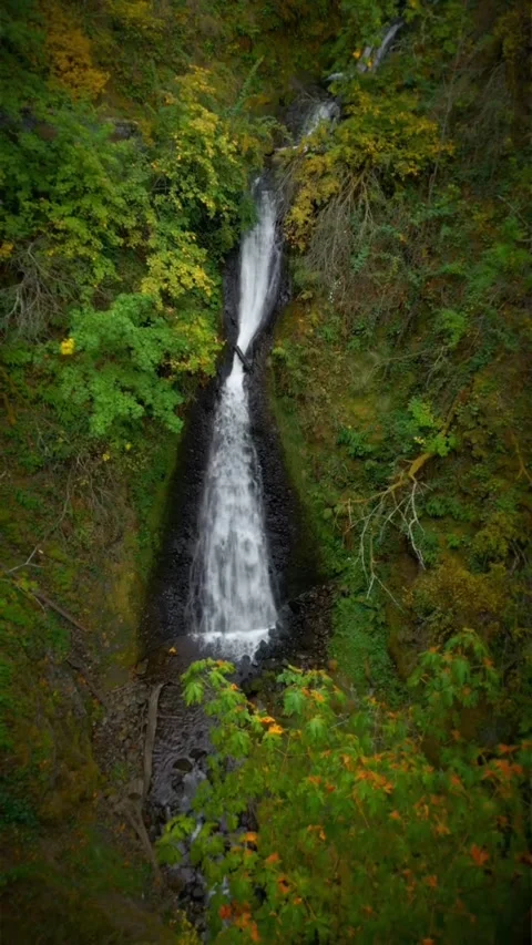 Waterfall in the forest covered with trees Stock Footage 274043959