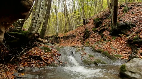 Waterfall In Forest Stock-Footage 52560423