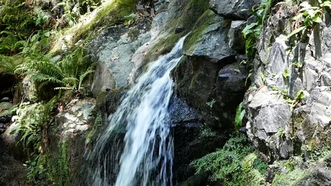 Waterfall In the Forest Vídeos de archivo 97273242