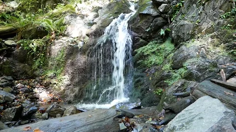 Waterfall In the Forest Vídeo Stock 97273267