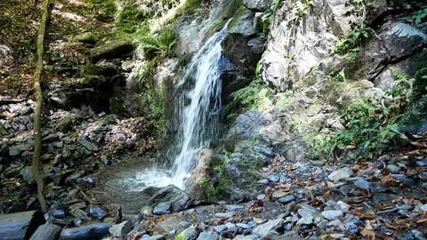 Waterfall In the Forest Vídeo Stock 97273284