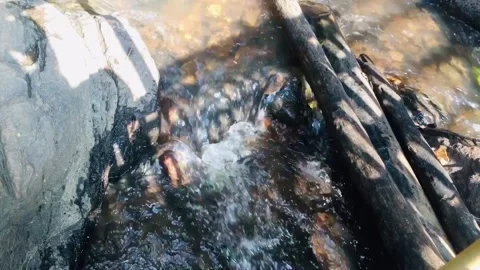 Waterfall in forest Stock Footage 168061571