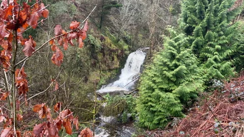 A waterfall in a forest Stock Footage 239653225