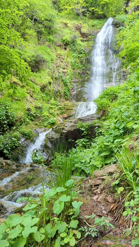 Waterfall into the forest Stock Footage 277742140
