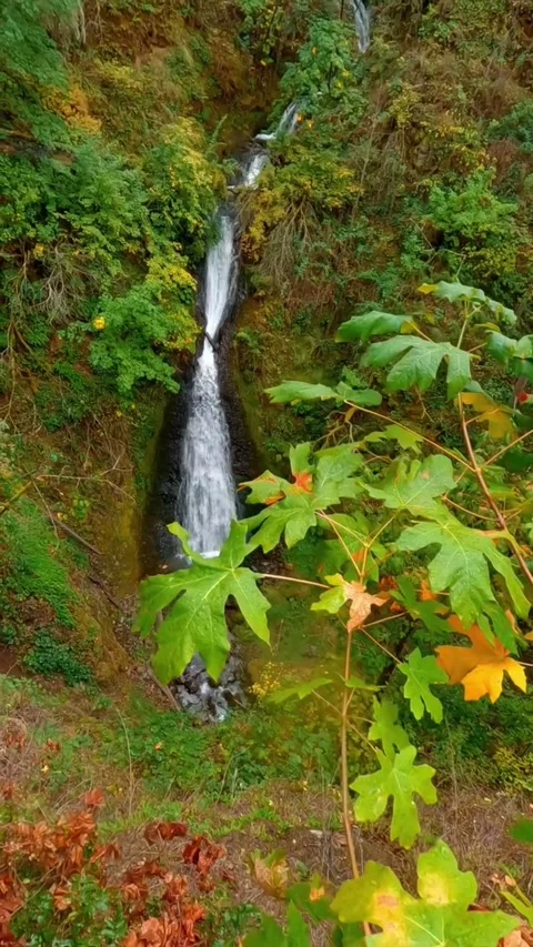 Waterfall in the forest with green plants Stock Footage 274278266