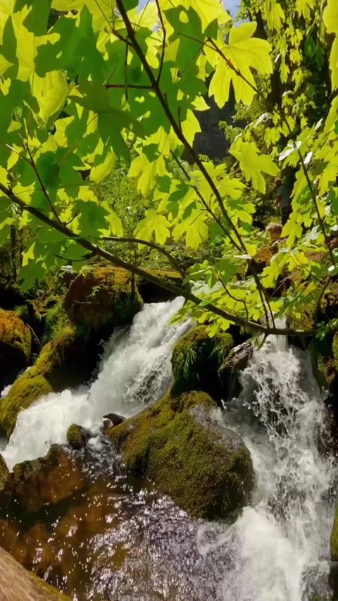 Waterfall in the forest with green plants Stock Footage 274868254