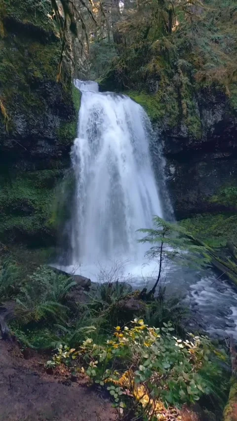 Waterfall in the forest with green trees Stock Footage 273869451