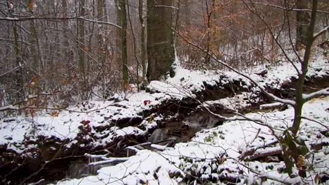 Waterfall in the forest MVI 9209 52 Stock Footage 167769468