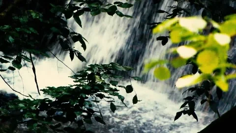 Waterfall in the forest MVI 9341 497 Stock Footage 168024200