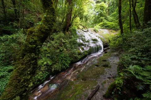 Waterfall in the forest Stock Photos