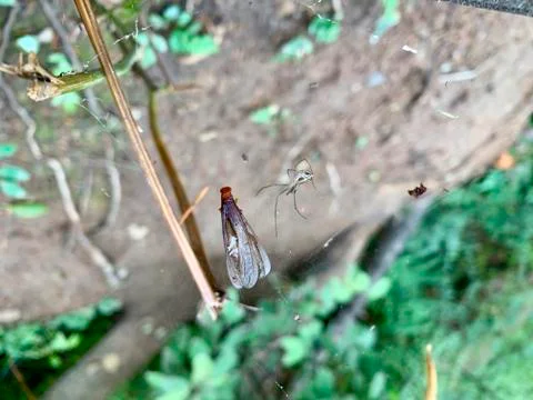 Waterfall in the Forest Stock Photos