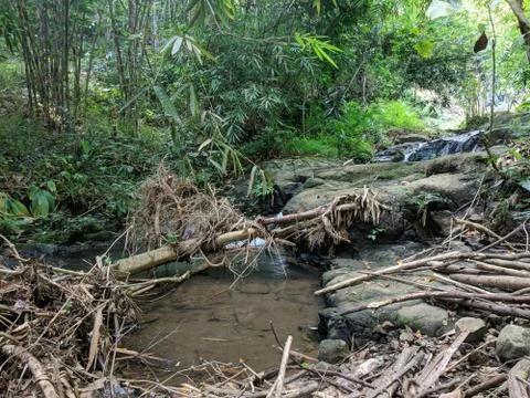 Waterfall in the forest	 Stock Photos
