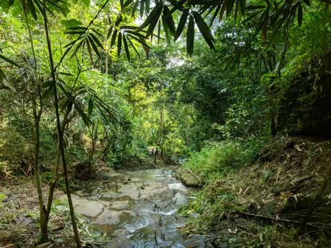 Waterfall in the forest	 Stock Photos