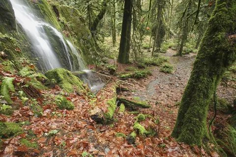 Waterfall In Forest Stock Photos