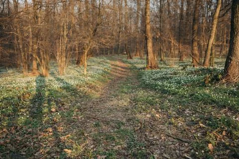 A waterfall in a forest Stock Photos
