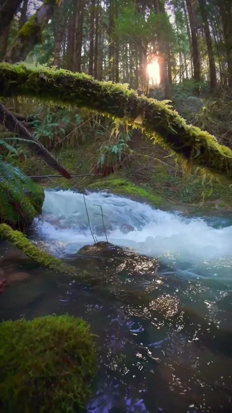 Waterfall in the forest with plants Stock Footage 273868321