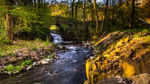 Waterfall Forest ProRes-444 Stock Footage 150600109