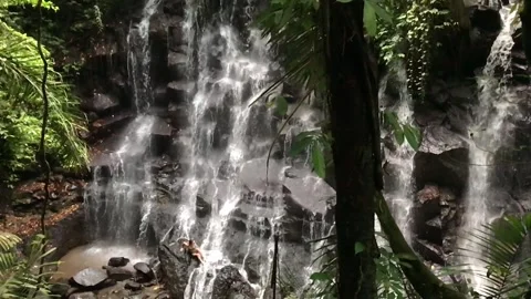 Waterfall in the forest - Real Time Stock Footage 240842742