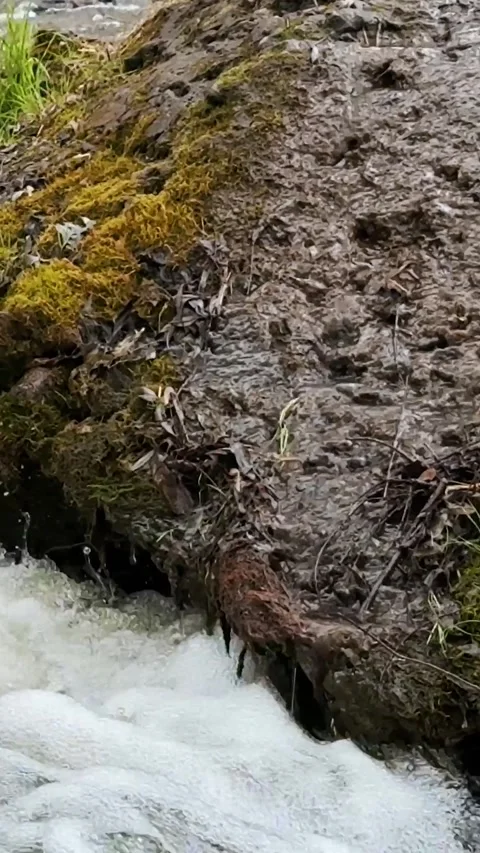 Waterfall in the forest, stream with water flows close-up and hits the rocks Stock Footage 306059157