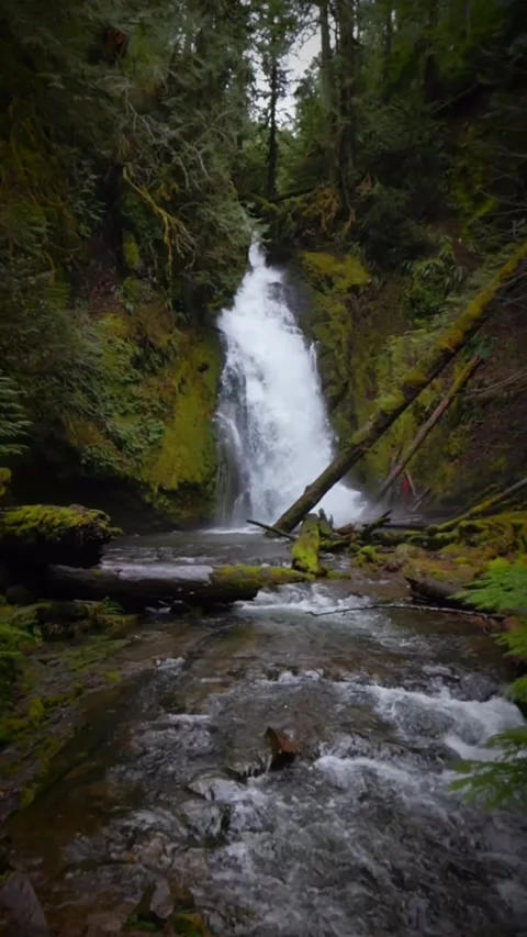 Waterfall in the forest with trees Stock Footage 273868223