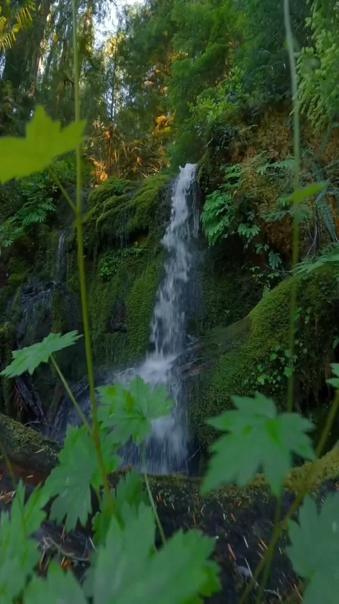 Waterfall in the forest with woods Stock Footage 274274838