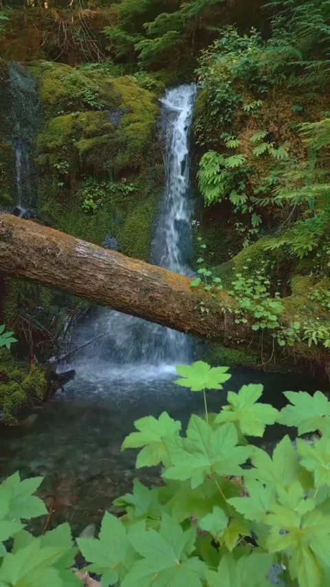 Waterfall in the forest with woods Stock Footage 274334459