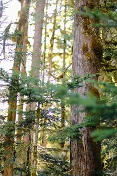 Waterfall on a forested cliff 17 Stock Photos