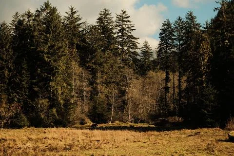 Waterfall on a forested cliff 28 Stock Photos