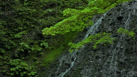 Waterfall in the fresh green Stock Footage 144820594