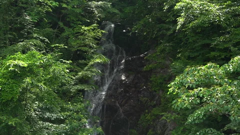 Waterfall full of greenery Stock Footage 244768167