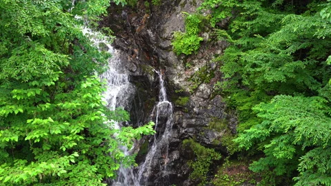Waterfall full of greenery Stock Footage 244768530