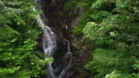 Waterfall full of greenery Stock Footage 244768765