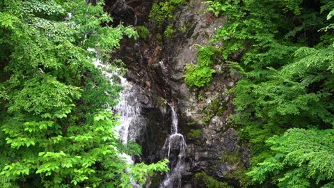 Waterfall full of greenery Stock Footage 244768896