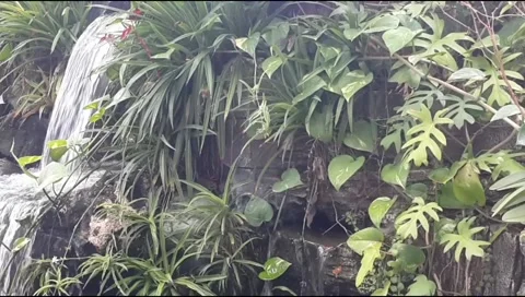 Waterfall in the garden 3 Stock Footage 221685364