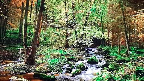 Waterfall in Green Forest Stock Photos