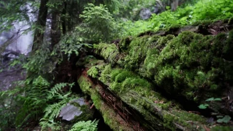 Waterfall green moss rotten logs in the forest Stock Footage 137919683