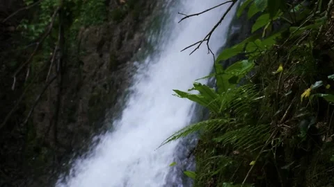 Waterfall in the Green plants Stock-Footage 221585260