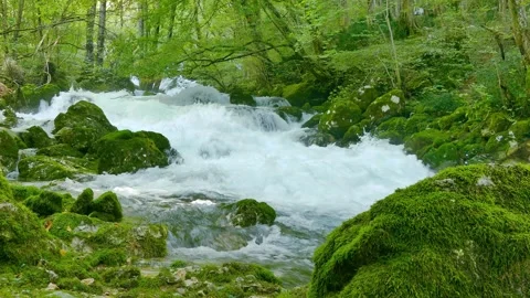 Waterfall in in green woods Stock Footage 144976112