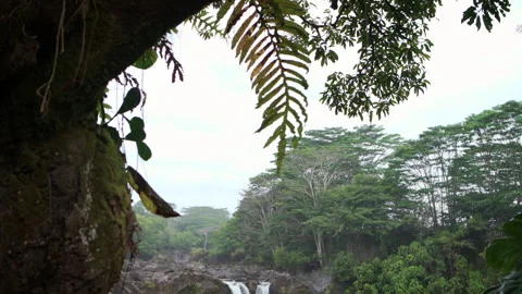 Waterfall in Hawaii Video stock 313084473