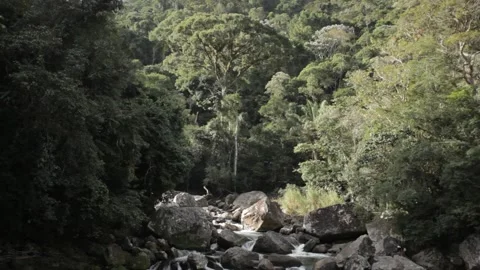 A waterfall hidden in the rainforest Stock Footage 169082628