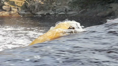 Waterfall jagala river Video stock 4066272