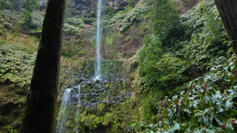 Waterfall in the jungle on Azores Stock Footage 292451048