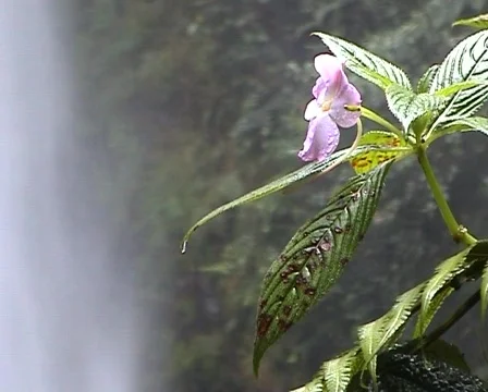 Waterfall in the jungle  Stock Footage 378430