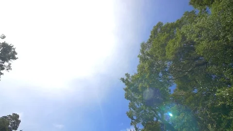 Waterfall in the jungle Stock Footage 98678804